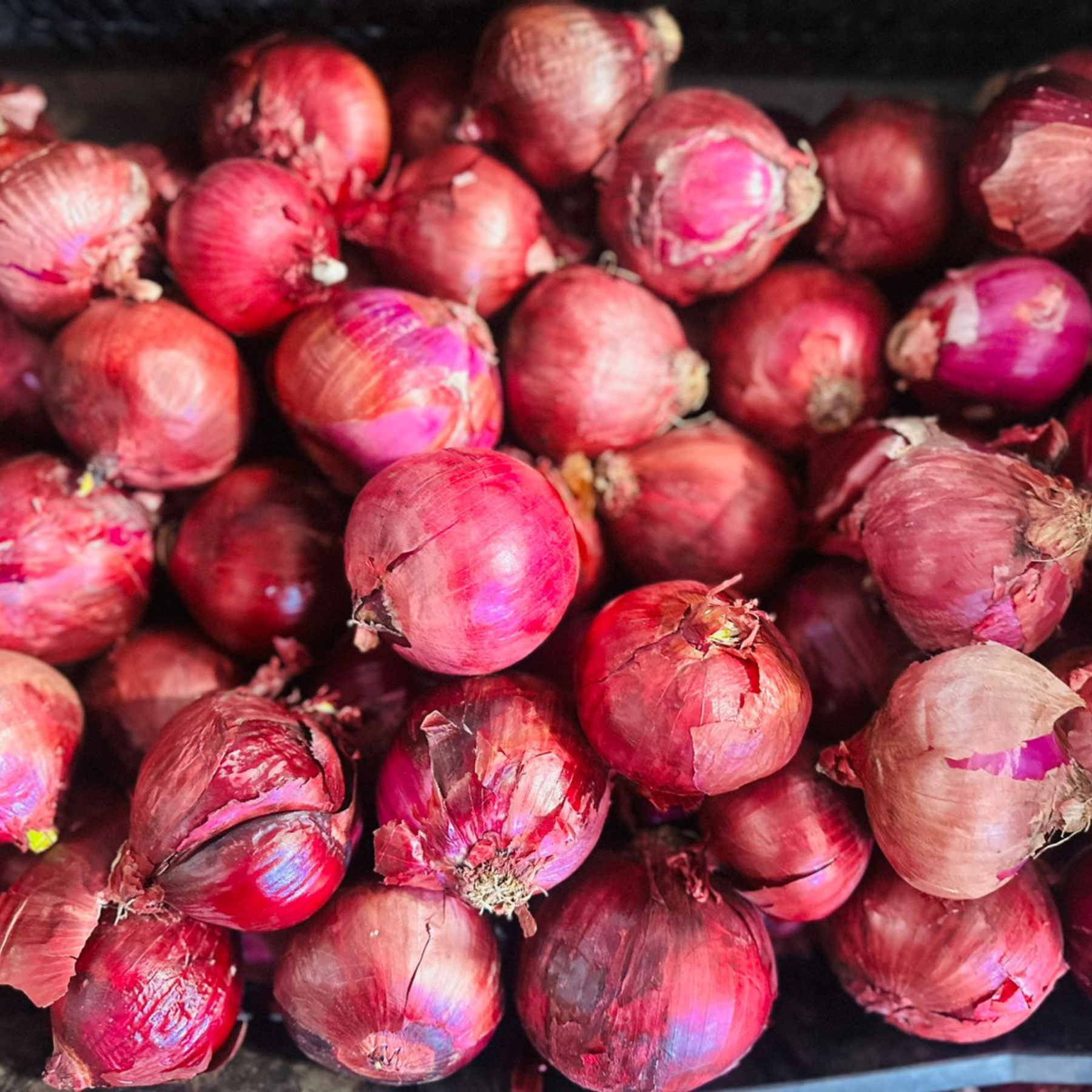 Cebolla morada