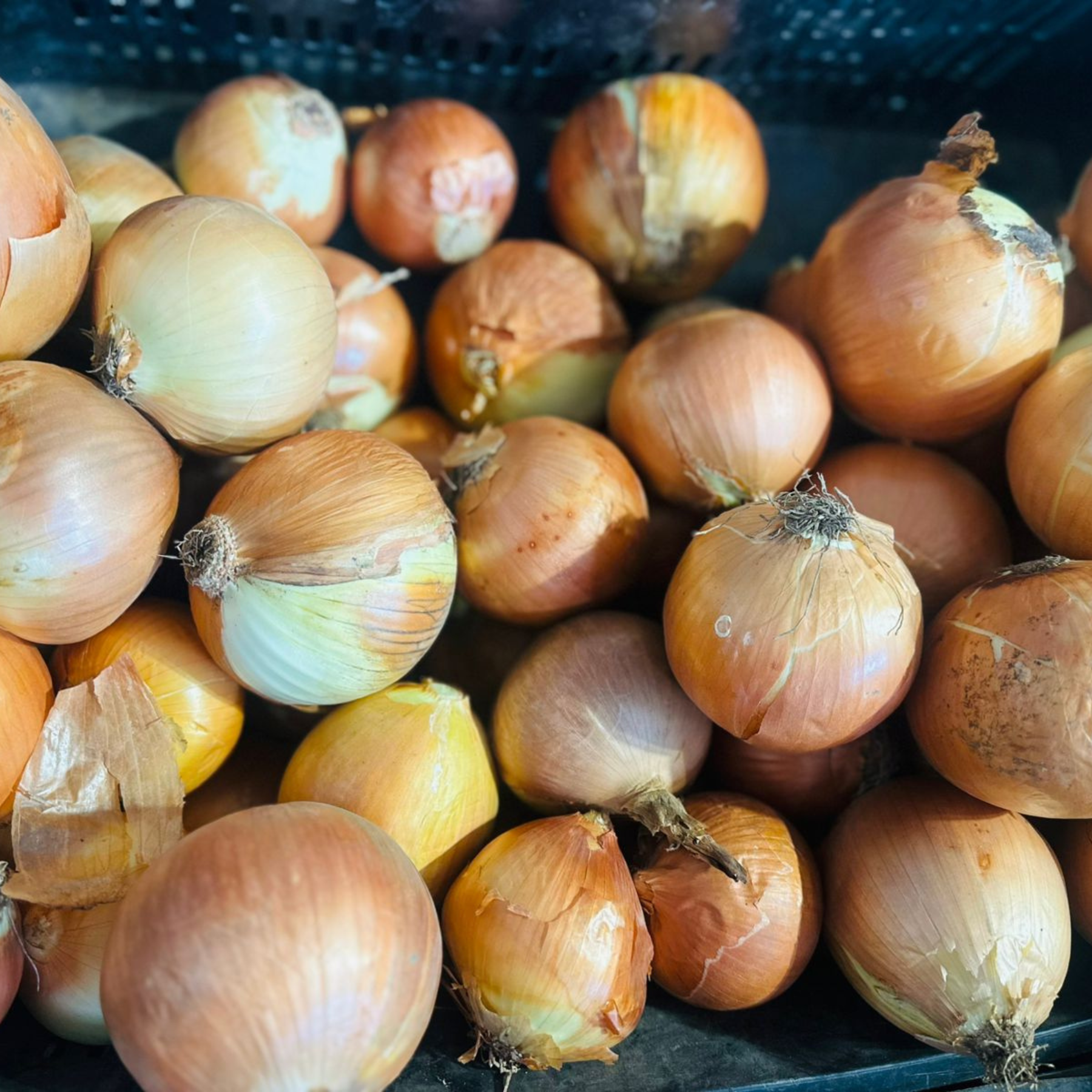 Cebolla