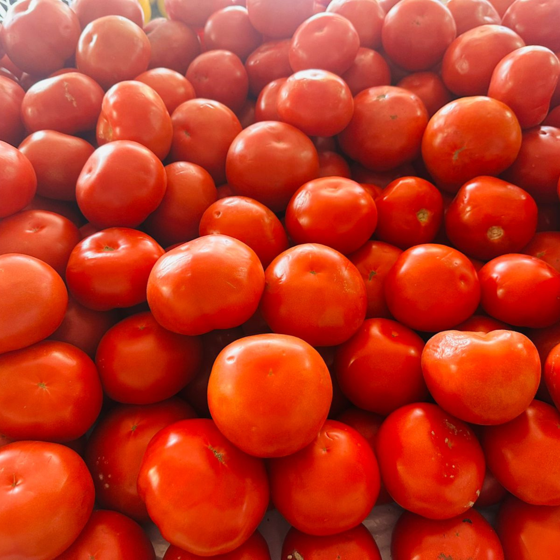 Tomates