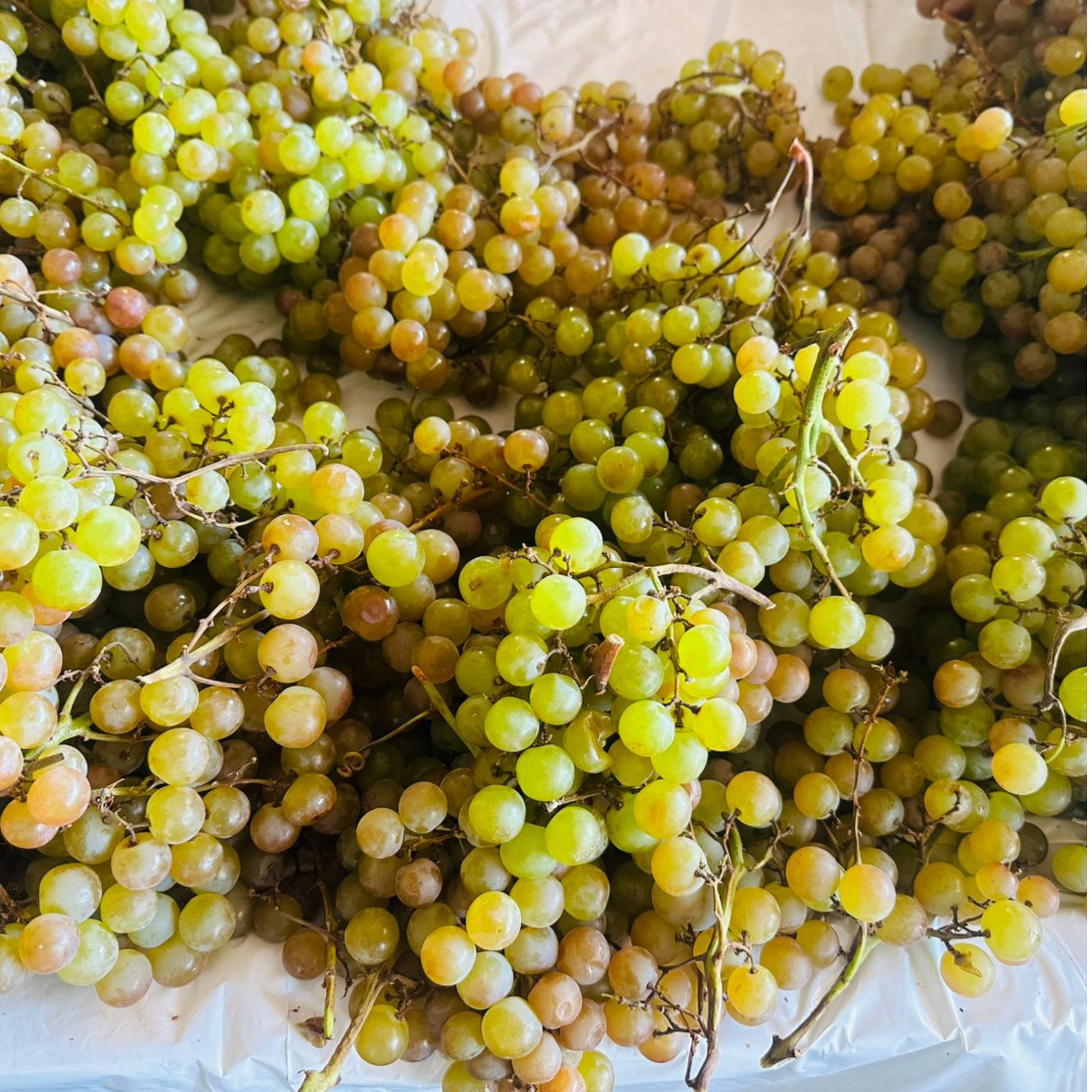Uva moscatel