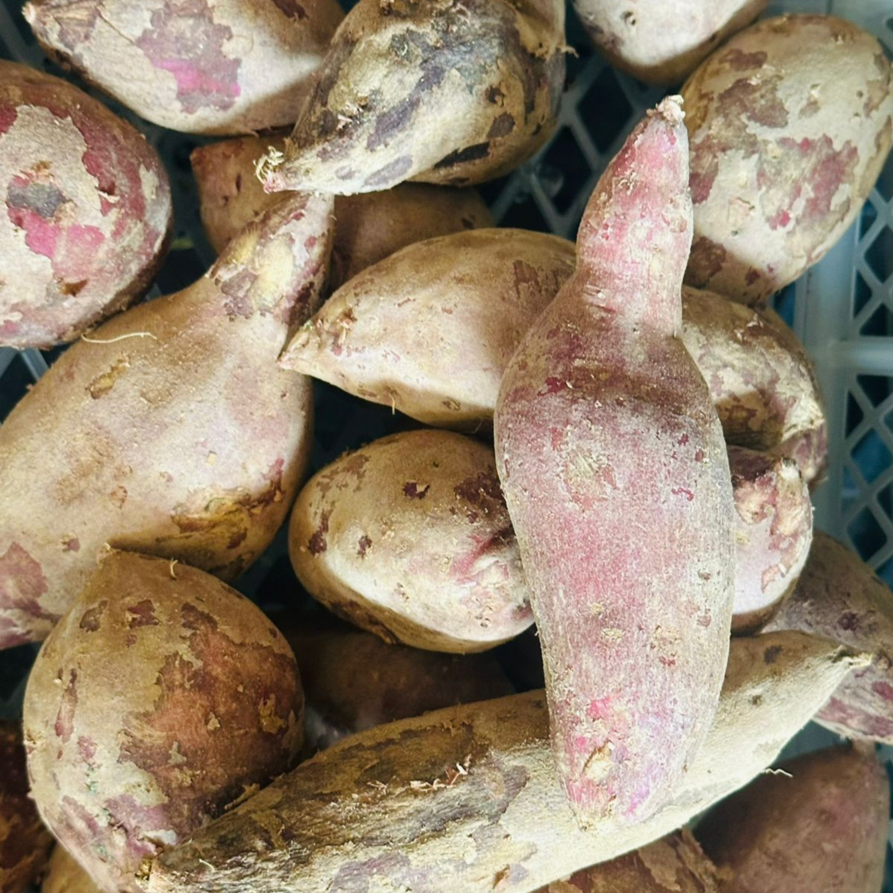 Camote