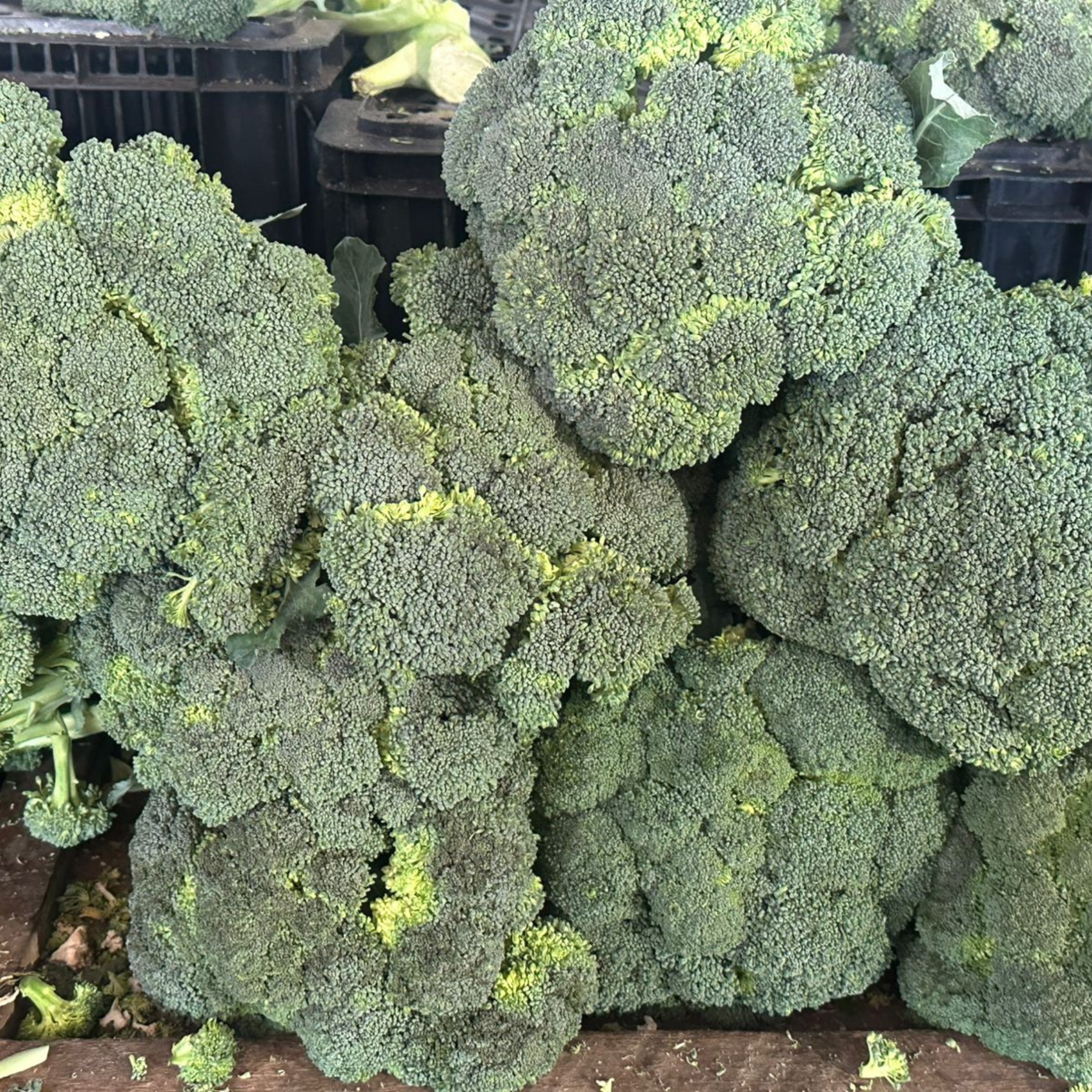 Brócoli