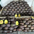 Palta Hass