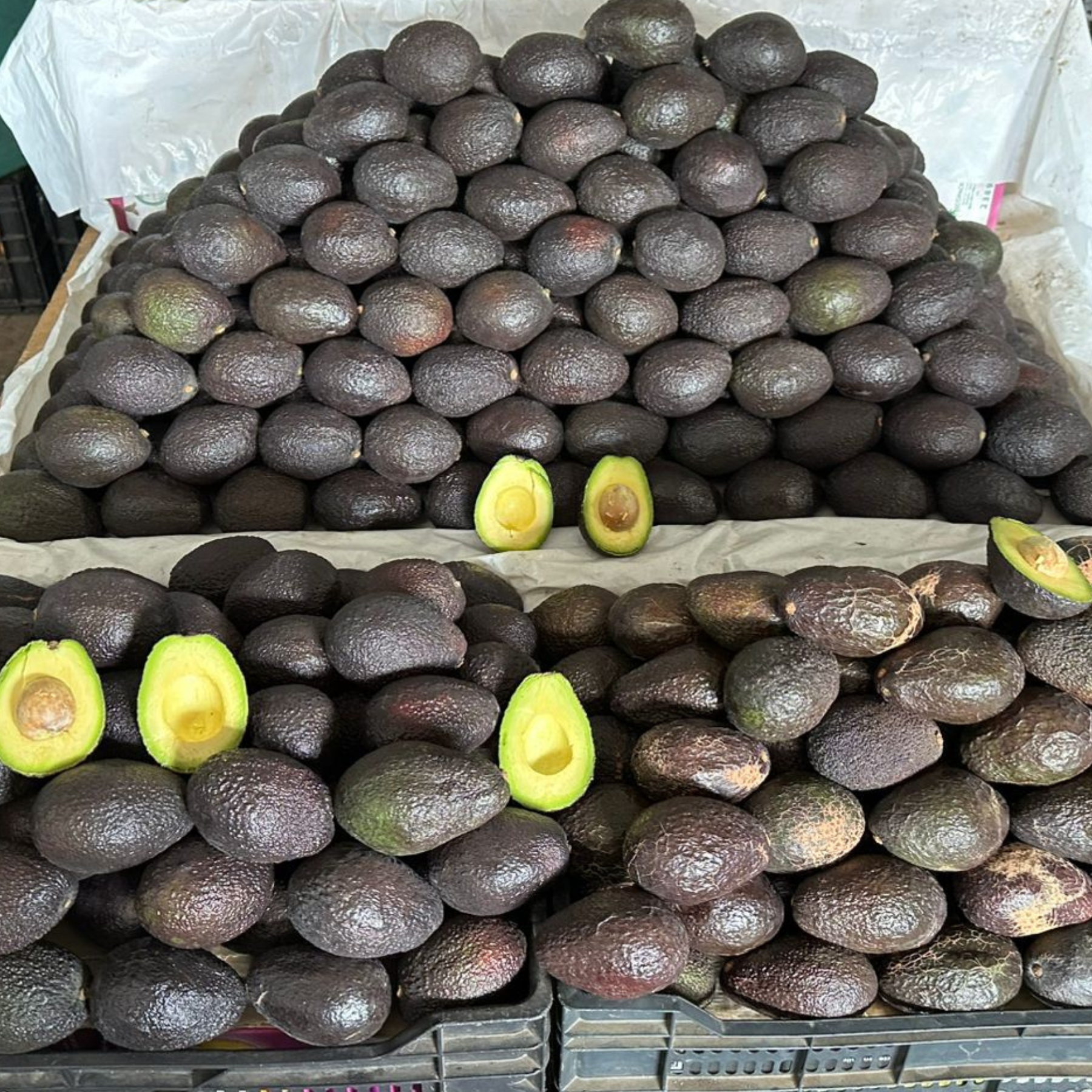 Palta Hass
