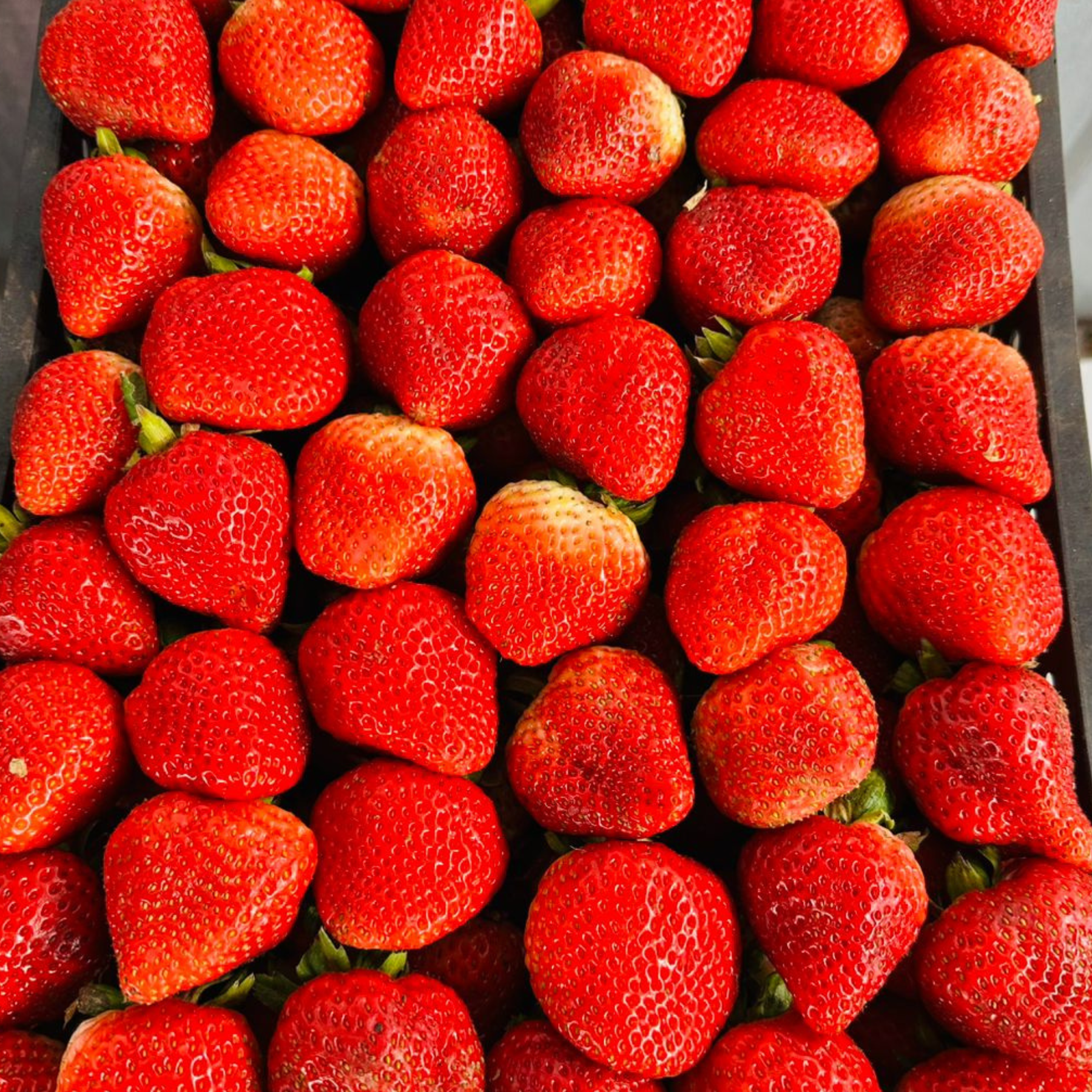Frutillas