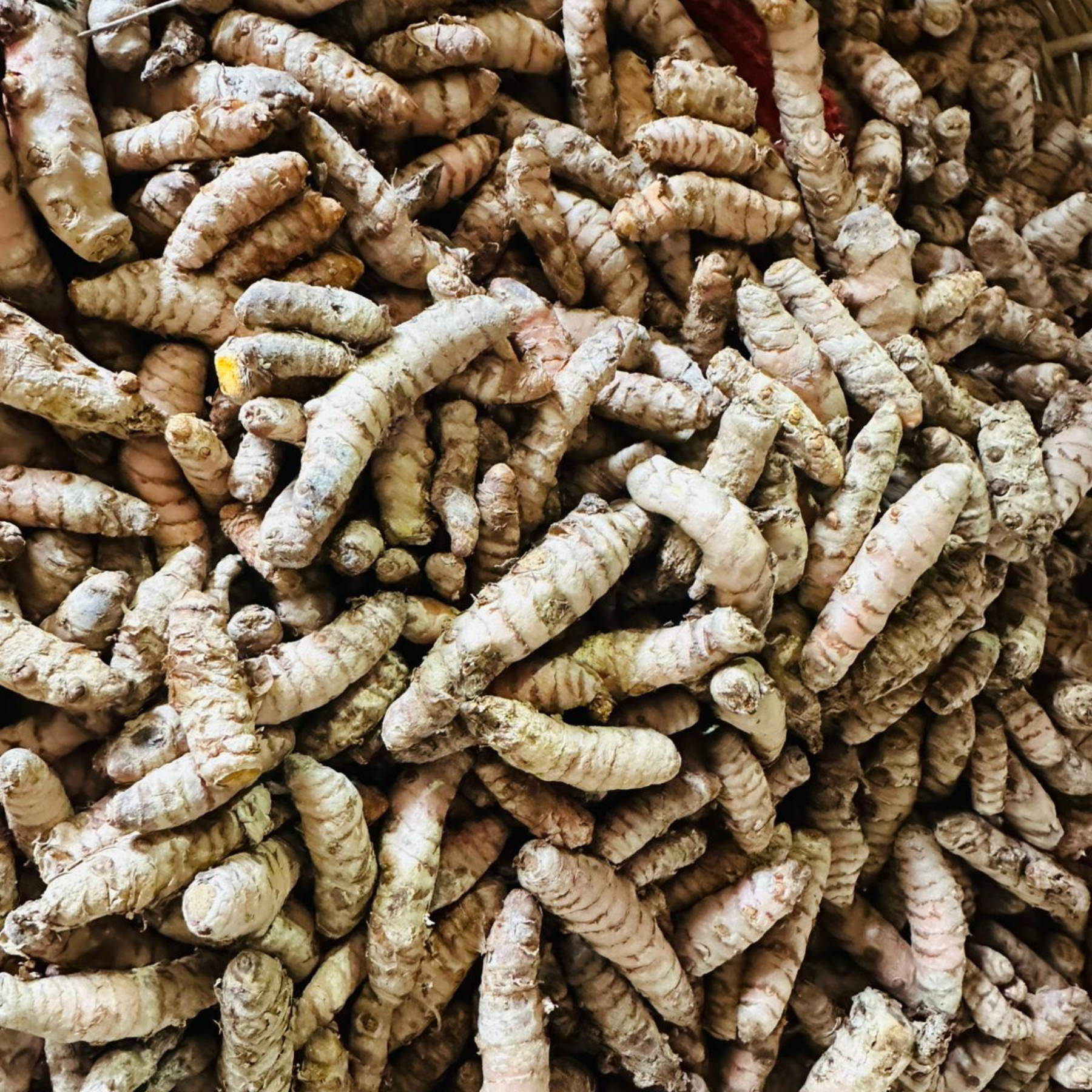 Cúrcuma
