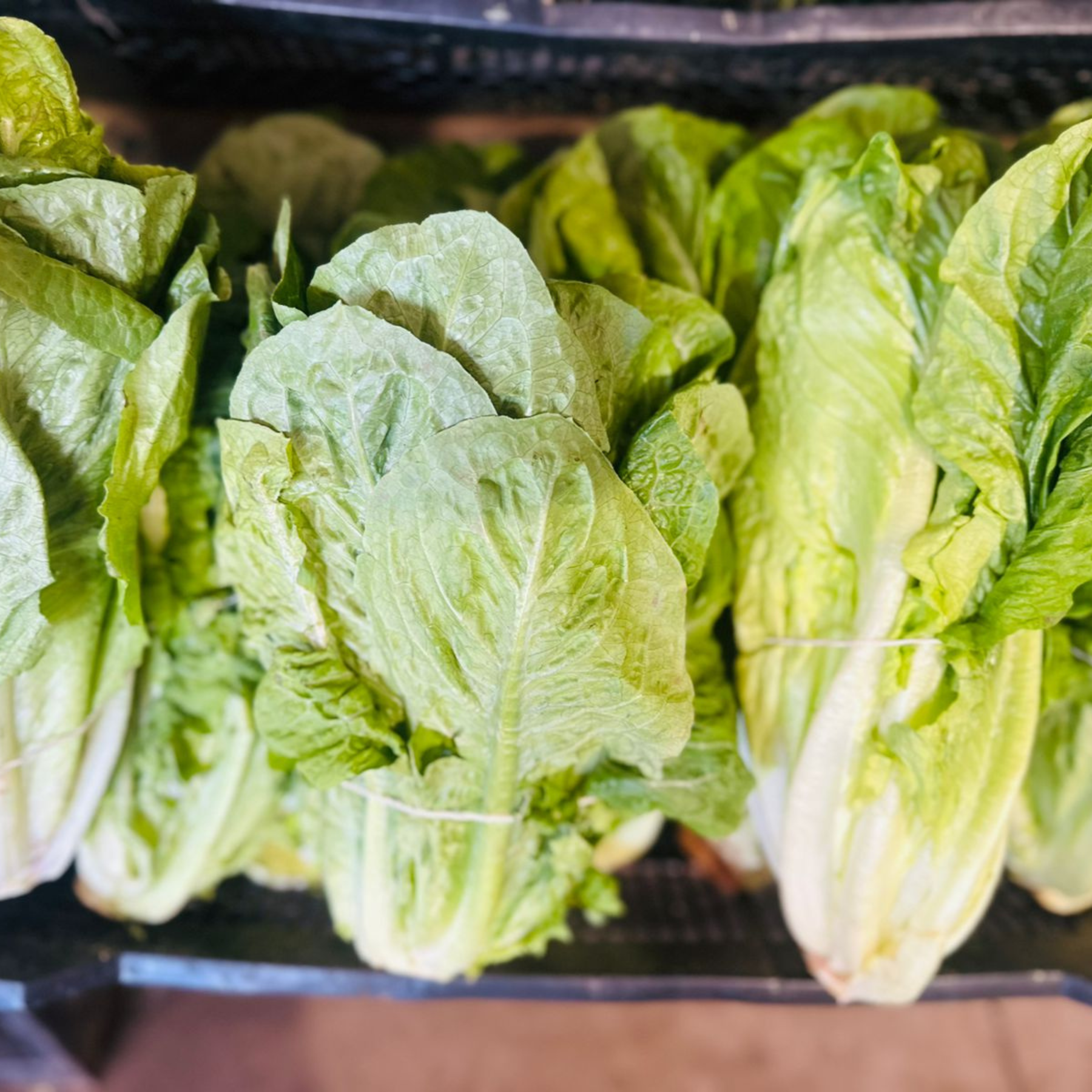 Lechuga costina