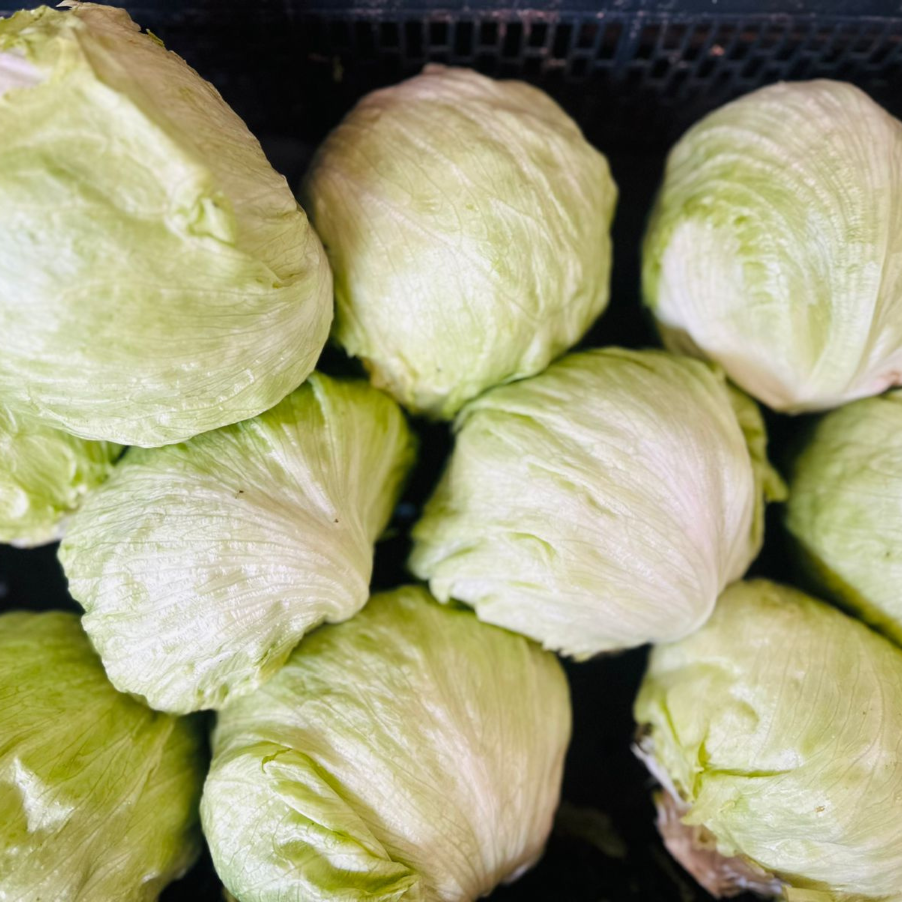 Lechuga carola